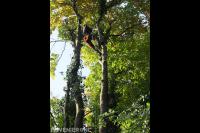 Boom kappen met klimtechnieken 5