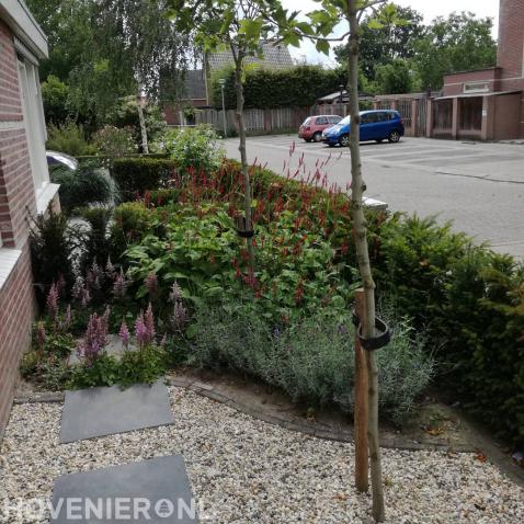 Kleurrijk bloeiende beplanting in voortuin