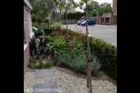 Kleurrijk bloeiende beplanting in voortuin