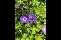 Geranium Rozanne met bijtje