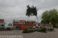 Grote conifeer verwijderen