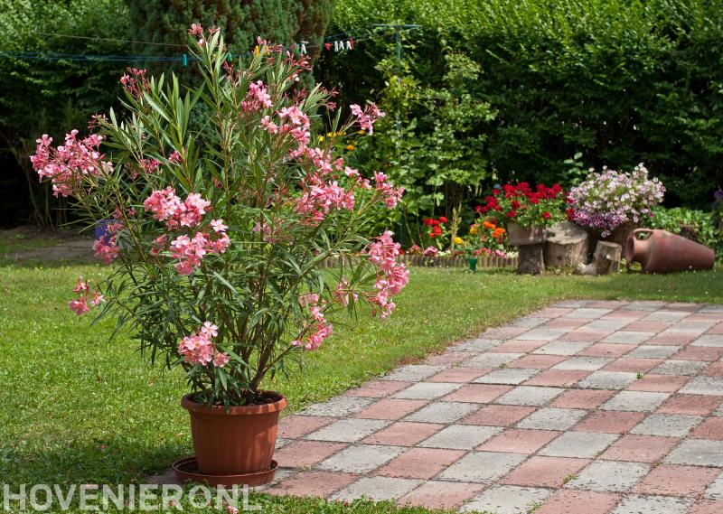 Groentotaal A. de Boer Ruinerwold B.V.