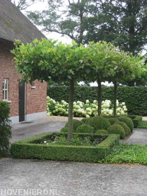 Tuin met witte hortensia's, buxus en dakplatanen