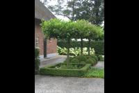 Tuin met witte hortensia's, buxus en dakplatanen