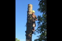 Boom kappen mbv klimtechnieken 2