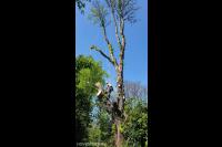 Boom kappen met behulp van klimtechnieken