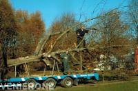 Uitgegraven boom verplaatsen