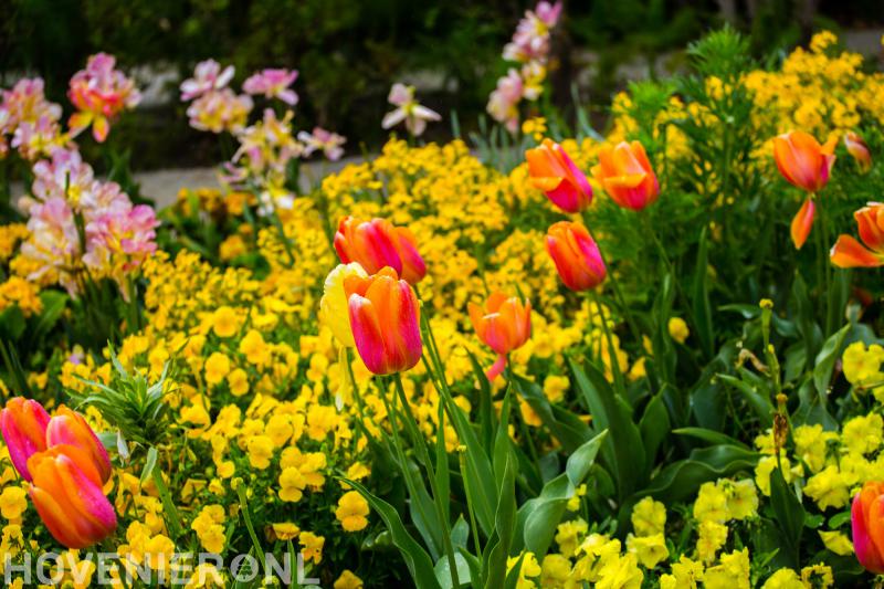 Tom van Ginkel Tuinen