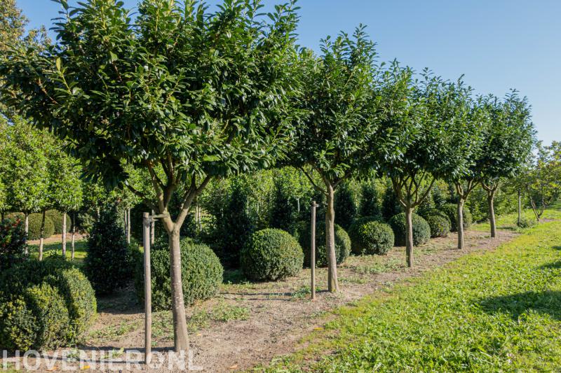 Boomkwekerij Wilgenhof