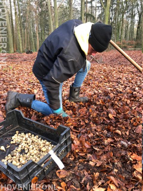 bollenplanten in het Weusthagbos in Hengelo