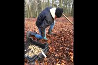 bollenplanten in het Weusthagbos in Hengelo