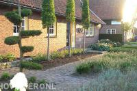 Vormsnoei van boompjes