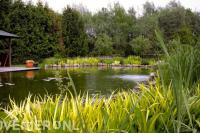 Grote natuurlijke vijver