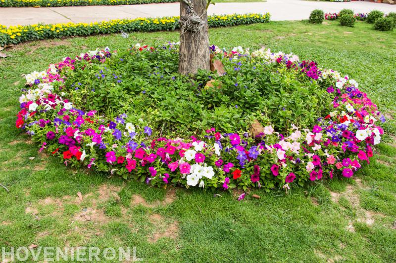 Bert van de Laar Hoveniersbedrijf