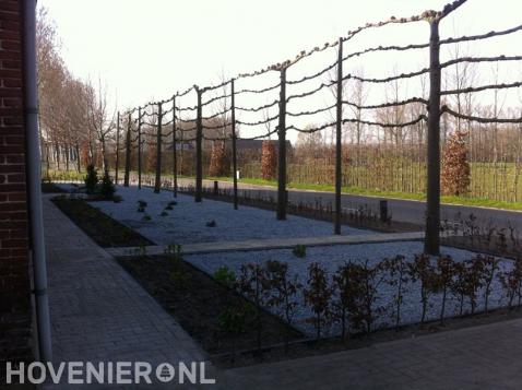 Onderhoudsarme boerderijtuin met leibomen 2