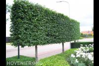 Scherm van leilindes in voortuin