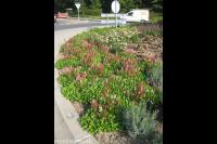 Kleurrijke beplanting van rotonde 2