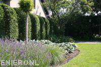 Border met siergras en lavendel bij gazon