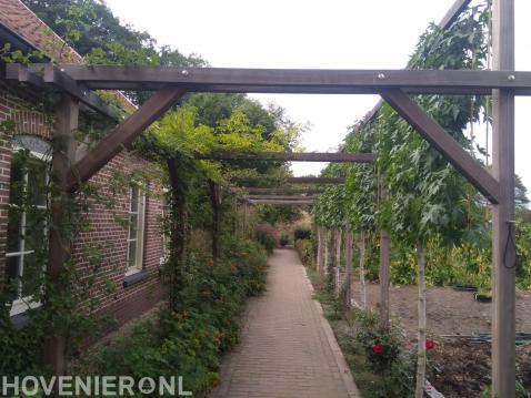 Aanleg pergola met klimrozen en schermbomen als natuurlijke zonwering