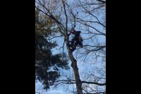 Boom snoeien met behulp van klimtechnieken