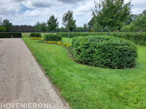 Struiken in ronde vormen snoeien