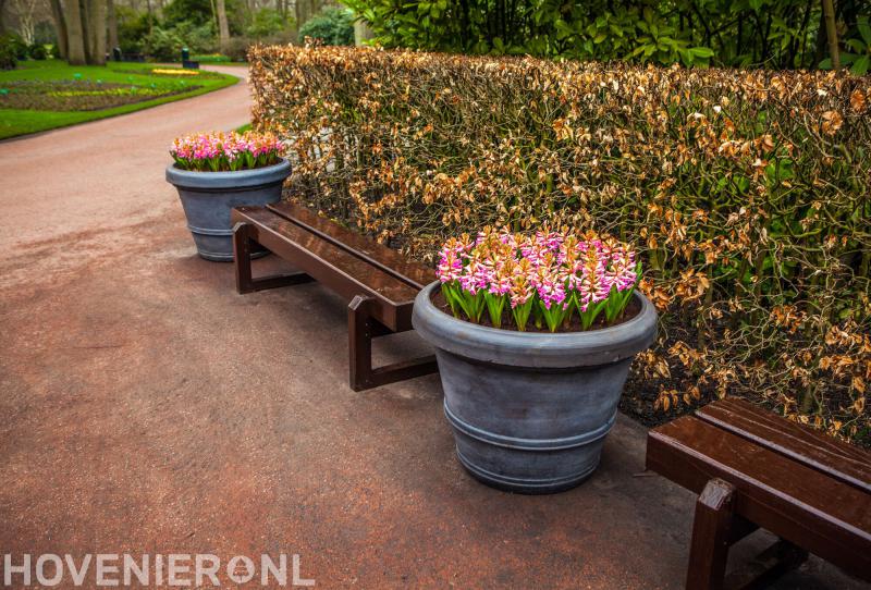 Hoveniersbedrijf De Bosboom