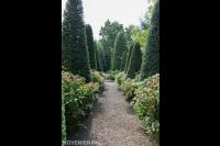 Vormsnoei van confieren langs looppad