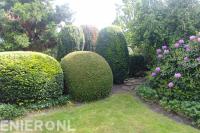 Hagen snoeien in bolvormen