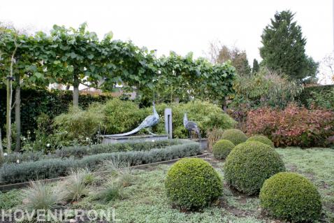 Groene tuin met leilinden en buxusbollen