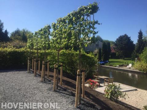 Leibomen in tuin aan het water 1