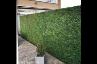 Strak geknipte coniferenhaag 1