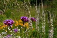 tuinrenovatie bloementuin na beplantingsplan via Florera-florera.nl