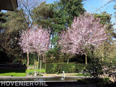 Japanse sierkersen in bloei