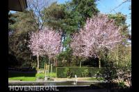 Japanse sierkersen in bloei