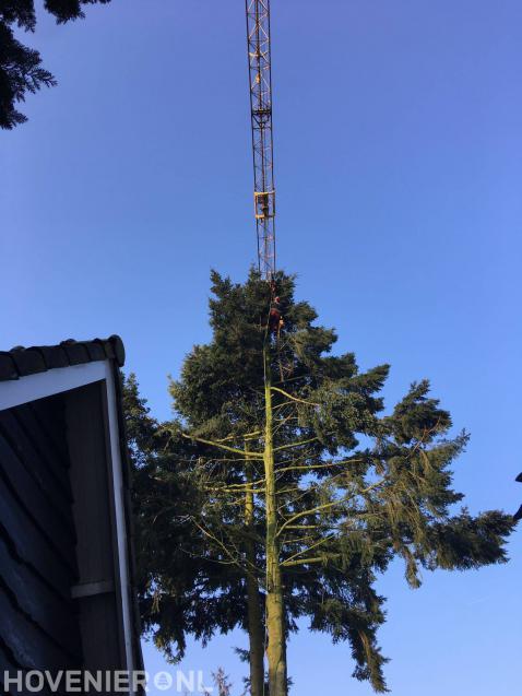 Boom kappen mbv klimtechnieken en grote kraan 1