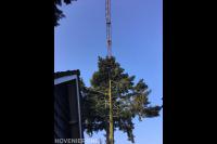 Boom kappen mbv klimtechnieken en grote kraan 1