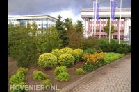 Onderhouden van bedrijfstuin