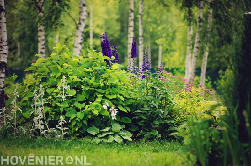 Copijn Boomspecialisten