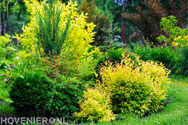 Van Raaijen Hoveniers