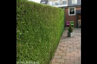 Strak geknipte coniferenhaag 2