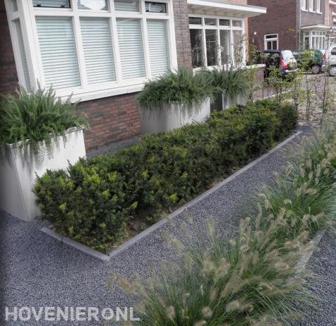 Moderne voortuin met witte bloembakken, siergras en haagplanten