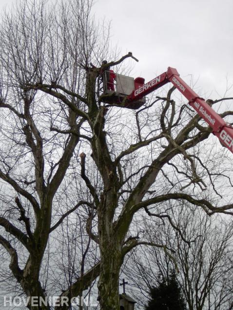 Boom snoeien met hoogwerker