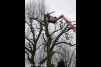 Boom snoeien met hoogwerker