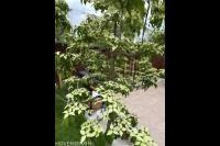 Vd plas tuinprojecten