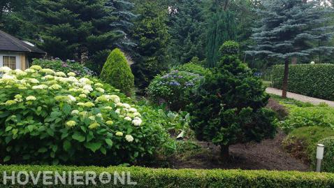 Groene voortuin met grote hortensia's met witte bloemen