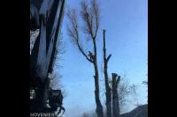 Boom kappen met behulp van klimtechnieken 1