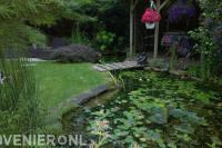 Natuurlijke vijver met waterlelies