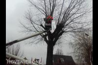 Boom snoeien met hoogwerker 1