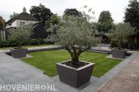 Bestrating en plantenbakken met olijfbomen rondom gazon