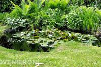 Kleine natuurlijke vijver